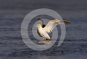 Common gull, Larus canus, photo