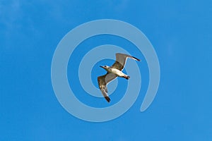 The common gull Larus canus or mew gull flying or soaring with wings spread against the blue sky.