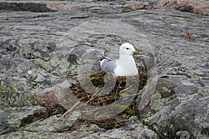 Common Gull, Larus Canus in Nest Incubating photo