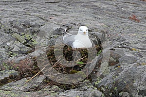 Common Gull, Larus Canus in Nest Incubating photo
