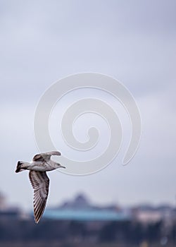 Common Gull (Larus canus) Outdoors