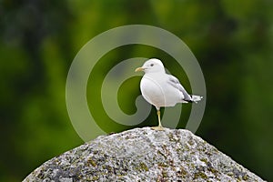 Common Gull (Larus canus) resting on a rock with one leg