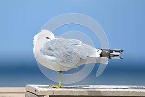 Common Gull (Larus canus) resting in warm summer day.