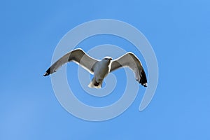 Common Gull Larus canus photo