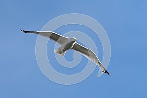 Common Gull Larus canus photo
