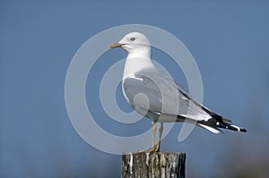 Common gull, Larus canus photo
