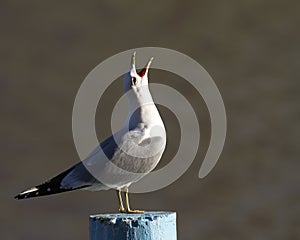 Common gull Larus canus photo