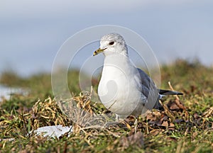 Common Gull