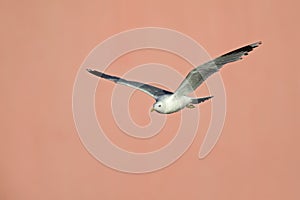 A common gull or mew gull