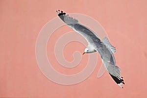 A common gull or mew gull Larus canus flying infront of a concrete pink wall in the ports of Bremen Germany.