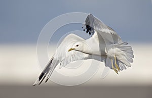 A common gull or mew gull Larus canus flying infront of a building and sky of the ports of Bremen Germany.