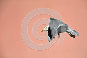 A common gull or mew gull Larus canus flying infront of a pink building in the ports of Bremen Germany.