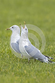 The common gull, mew gull or sea mew, Larus canus