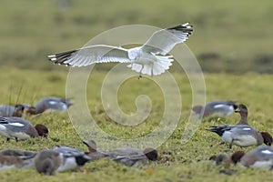 The common gull, mew gull or sea mew, Larus canus