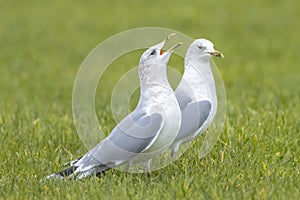 The common gull, mew gull or sea mew, Larus canus