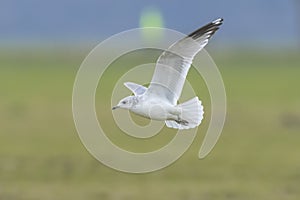 The common gull, mew gull or sea mew, Larus canus