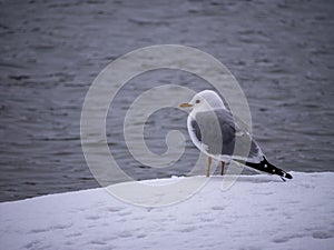 Common gull or sea mew (Larus canus)