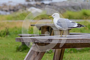 Common gull