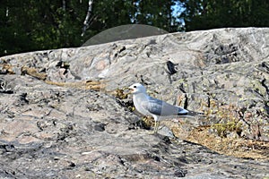 Common gull standing on a big rock