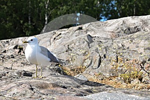 Common gull standing on a big rock