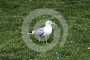 A common gull walking on the grass.