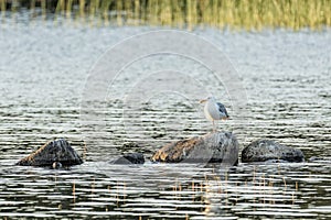 Common Gull in Water