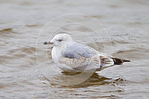 Common Gull