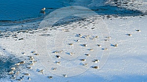 Common gulls (Larus canus) sit on the ice in the frozen Odra River