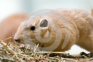 Common Gundi