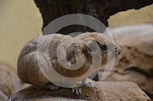 Common gundi Ctenodactylus gundi