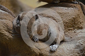 Common gundi Ctenodactylus gundi