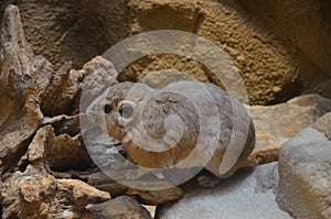 Common gundi Ctenodactylus gundi