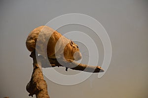 Common gundi Ctenodactylus gundi