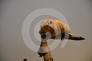 Common gundi Ctenodactylus gundi