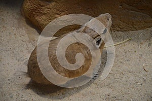 Common gundi Ctenodactylus gundi