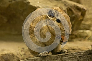 Common gundi Ctenodactylus gundi.