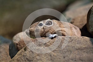 Common gundi (Ctenodactylus gundi).