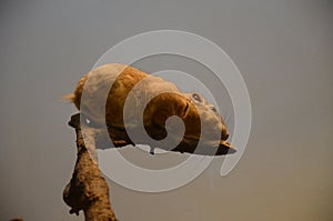 Common gundi Ctenodactylus gundi, Frankfurt zoo