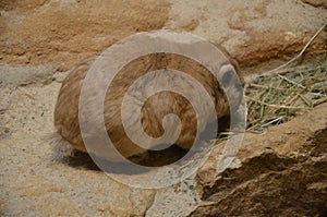 Common gundi Ctenodactylus gundi, Frankfurt zoo