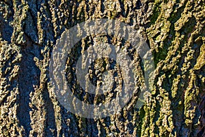 Common hackberry bark detail - Latin name - Celtis occidentalis photo