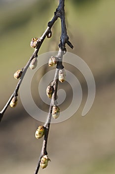 Common hackberry