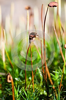 Common haircap moss photo