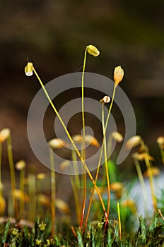 Common haircap moss