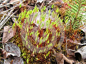 Common Haircap. Moss on a bog