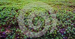 Common haircap moss in forest