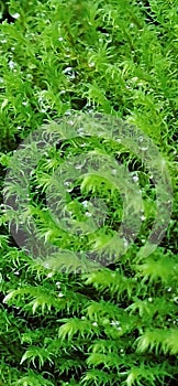 Common Haircap Moss - payal(in malayalam)