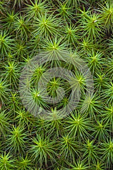 Common Haircap Moss (Polytrichum commune), Adirondack Forest Preserve, New York, USA