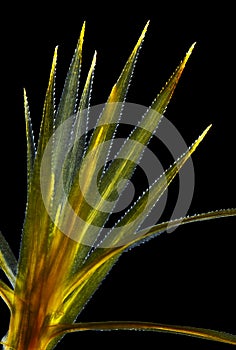 Common haircap moss (Polytrichum commune) in polarized light photo
