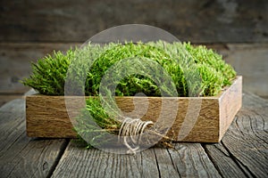 Common Haircap Moss in wooden crate on table