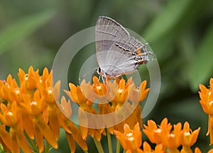 Common Hairstreak Butterfly
